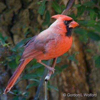 Northern Cardinal_38766.jpg - Northern Cardinal (Cardinalis cardinalis) photographed along the Gulf coast near Rockport, Texas, USA.